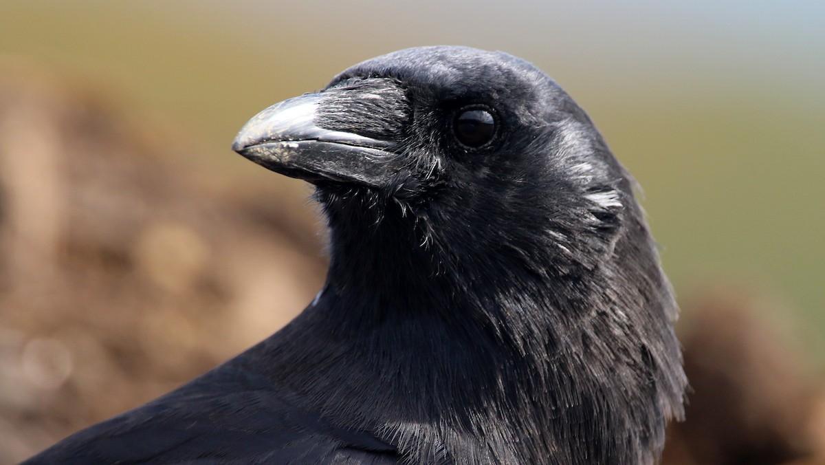 American Crow - ML643307681