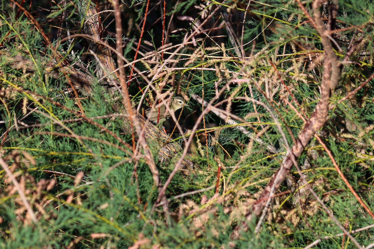 Warbling Vireo - ML643307689