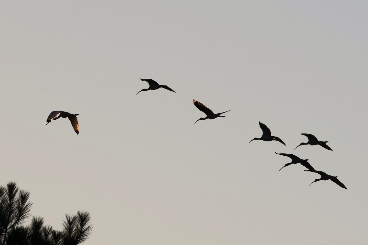 White Ibis - ML643307691