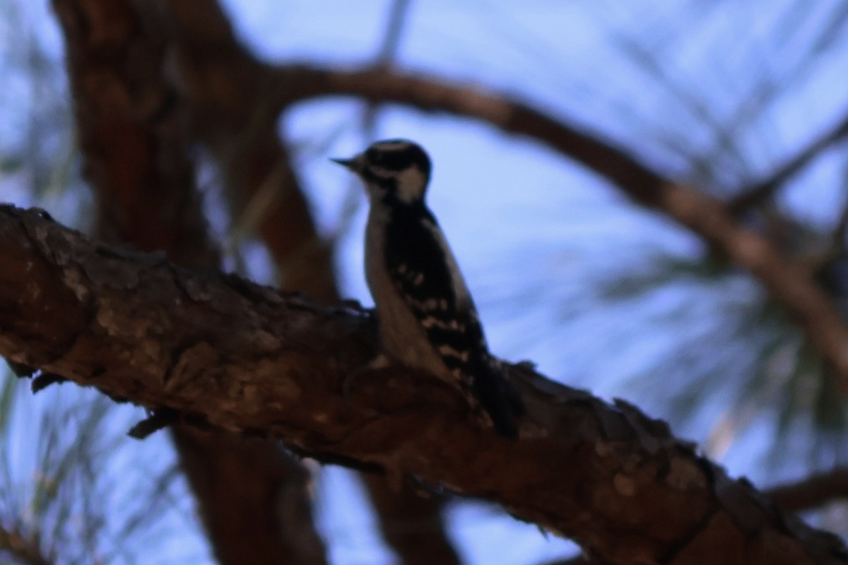 Downy Woodpecker - ML643307692
