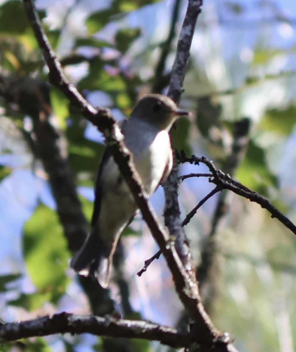 Eastern Wood-Pewee - ML643307714