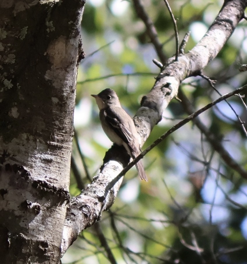 Eastern Wood-Pewee - ML643307715