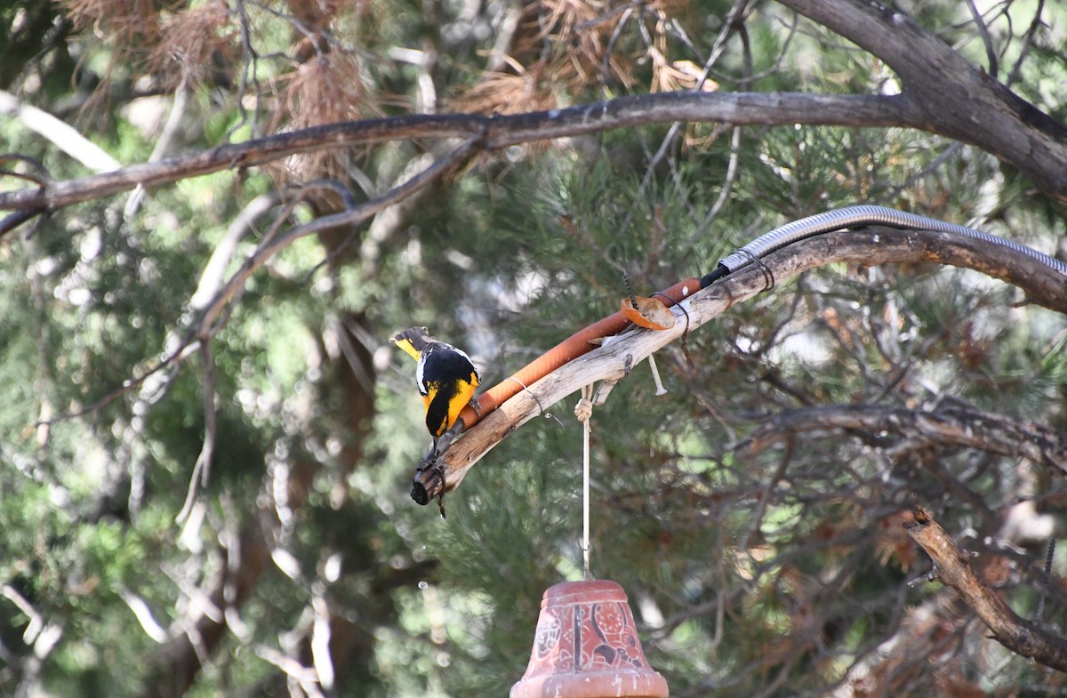 Bullock's Oriole - ML643307722
