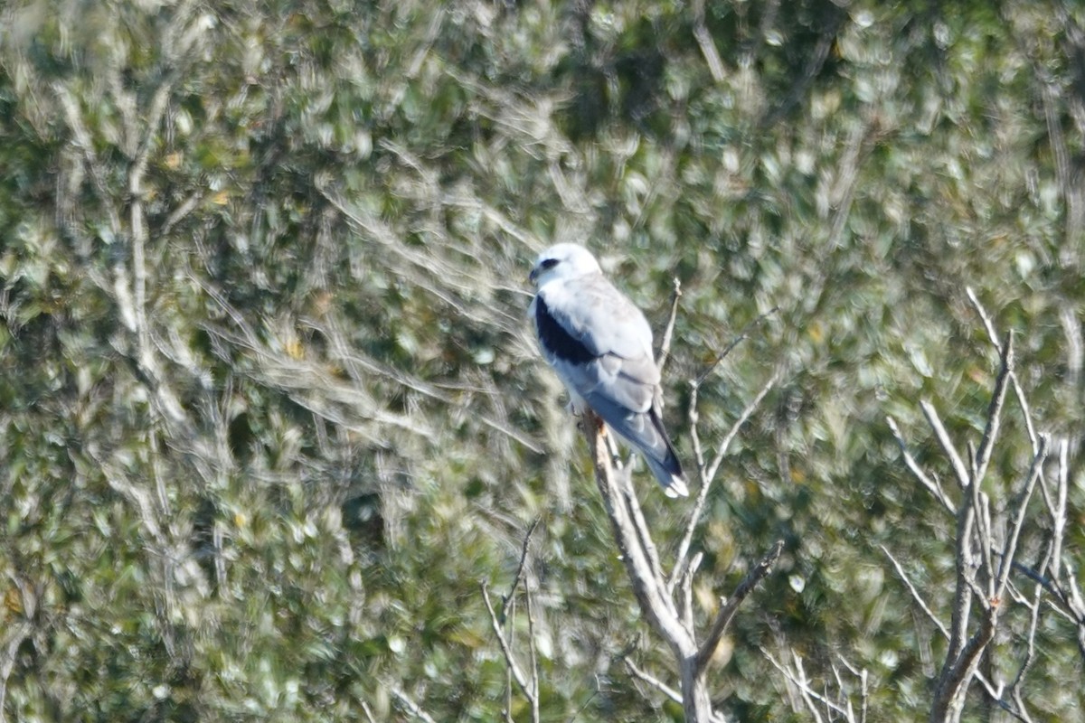 White-tailed Kite - ML643307723