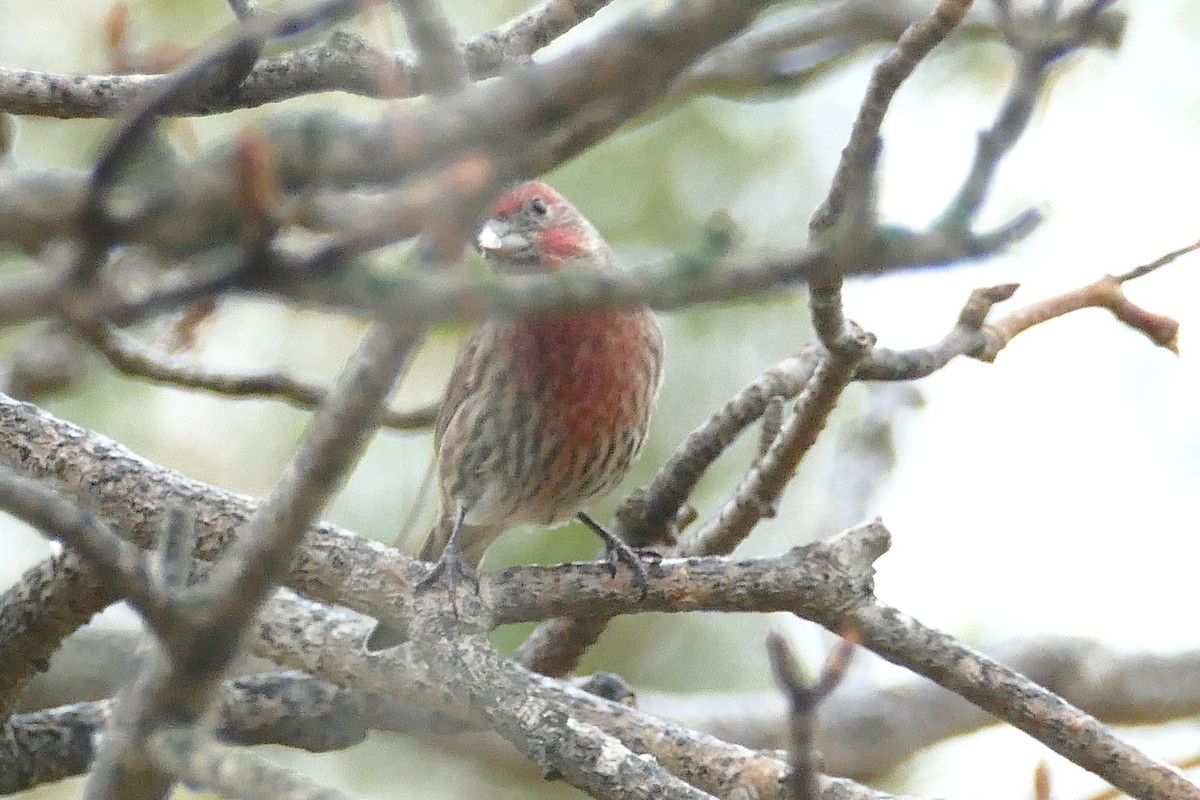 House Finch - ML643307735