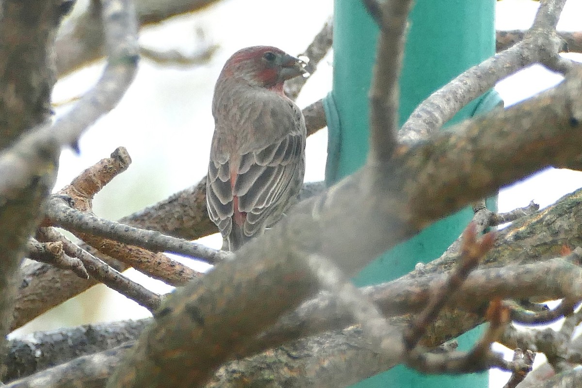 House Finch - ML643307736