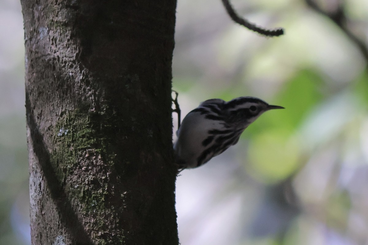 Black-and-white Warbler - ML643307744