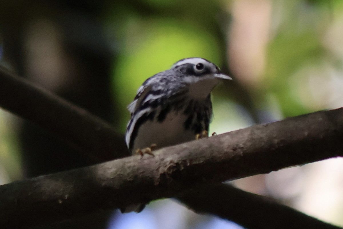 Black-and-white Warbler - ML643307745