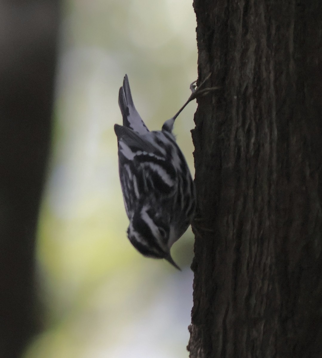 Black-and-white Warbler - ML643307746