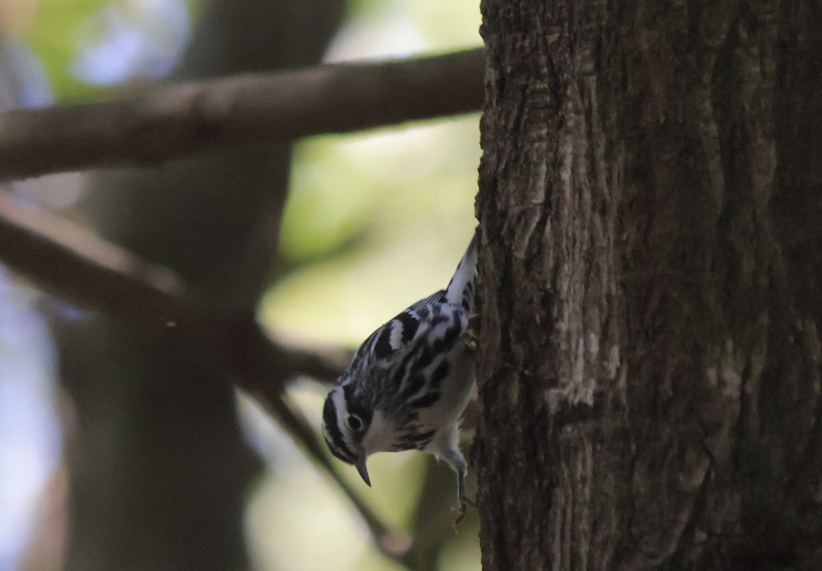 Black-and-white Warbler - ML643307747