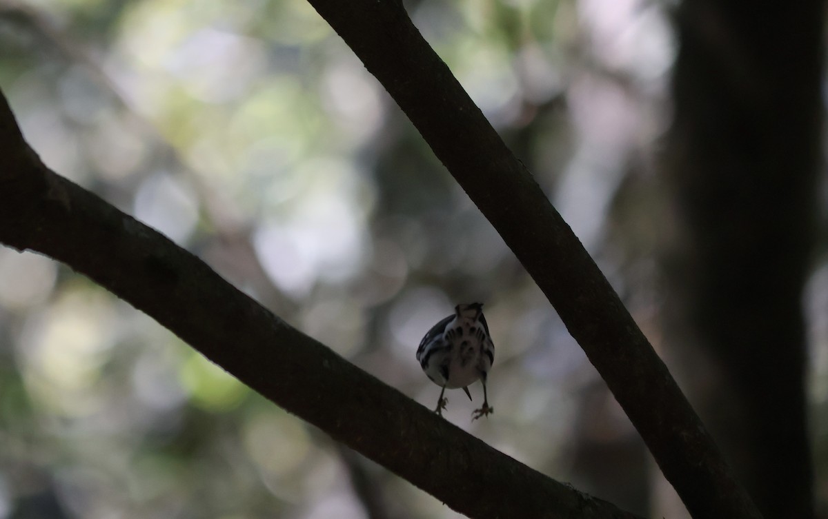 Black-and-white Warbler - ML643307748