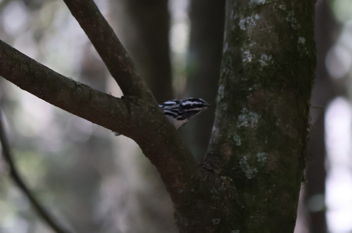 Black-and-white Warbler - ML643307749