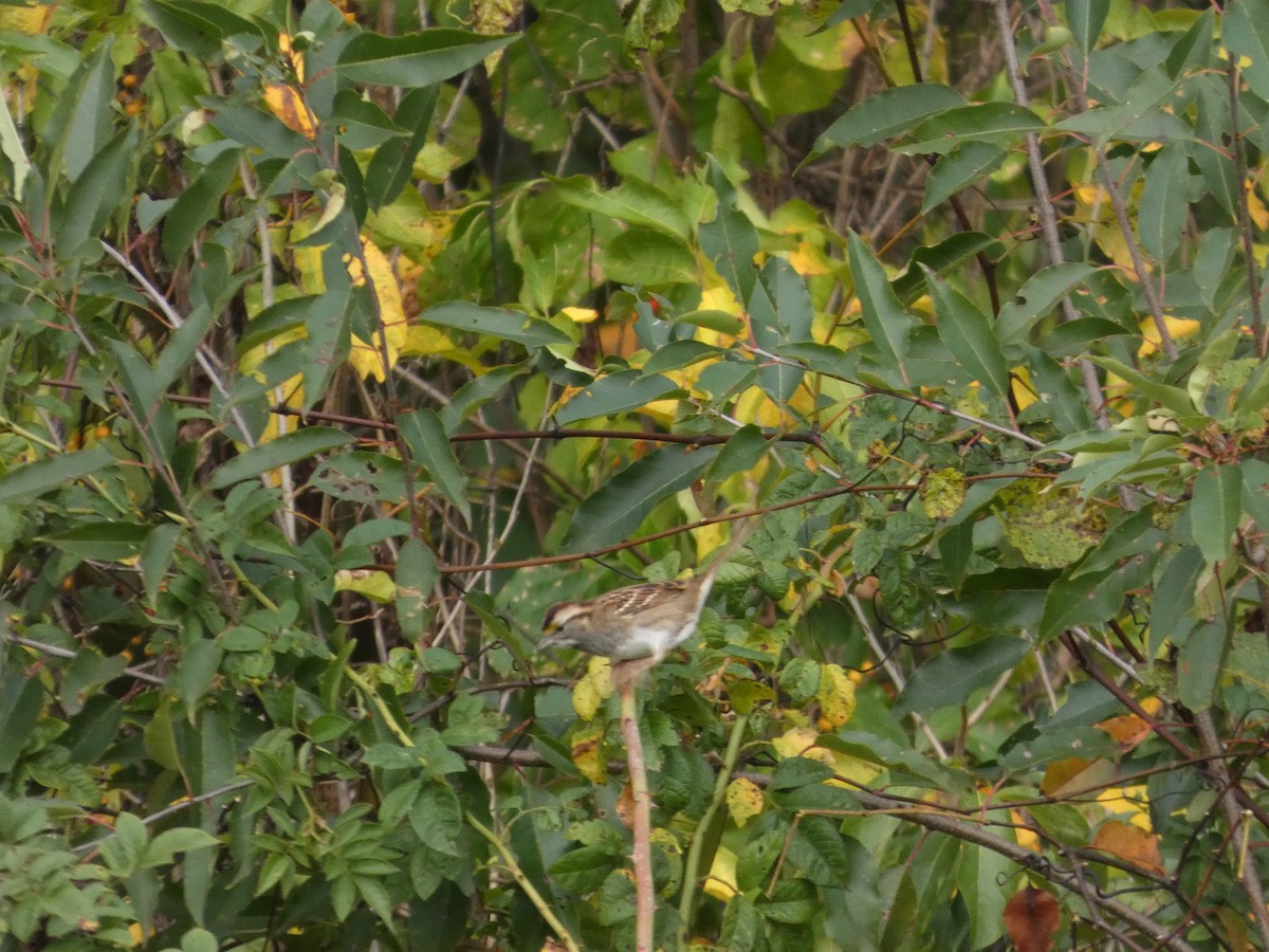 White-throated Sparrow - ML643307751