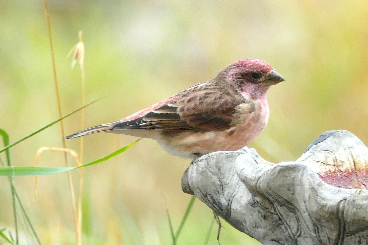 Purple Finch (Eastern) - ML643307757