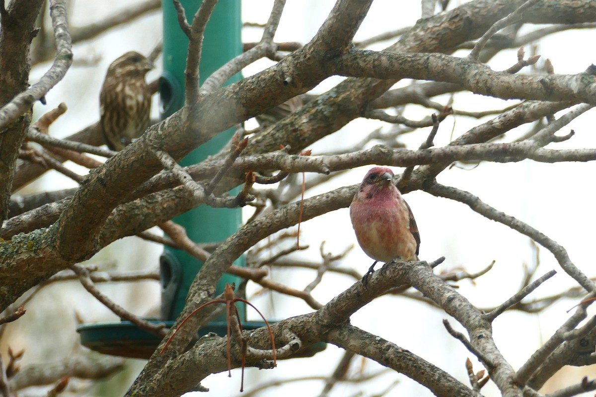 Purple Finch (Eastern) - ML643307758