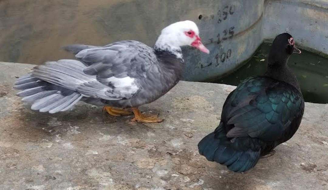 Muscovy Duck (Domestic type) - ML643307762