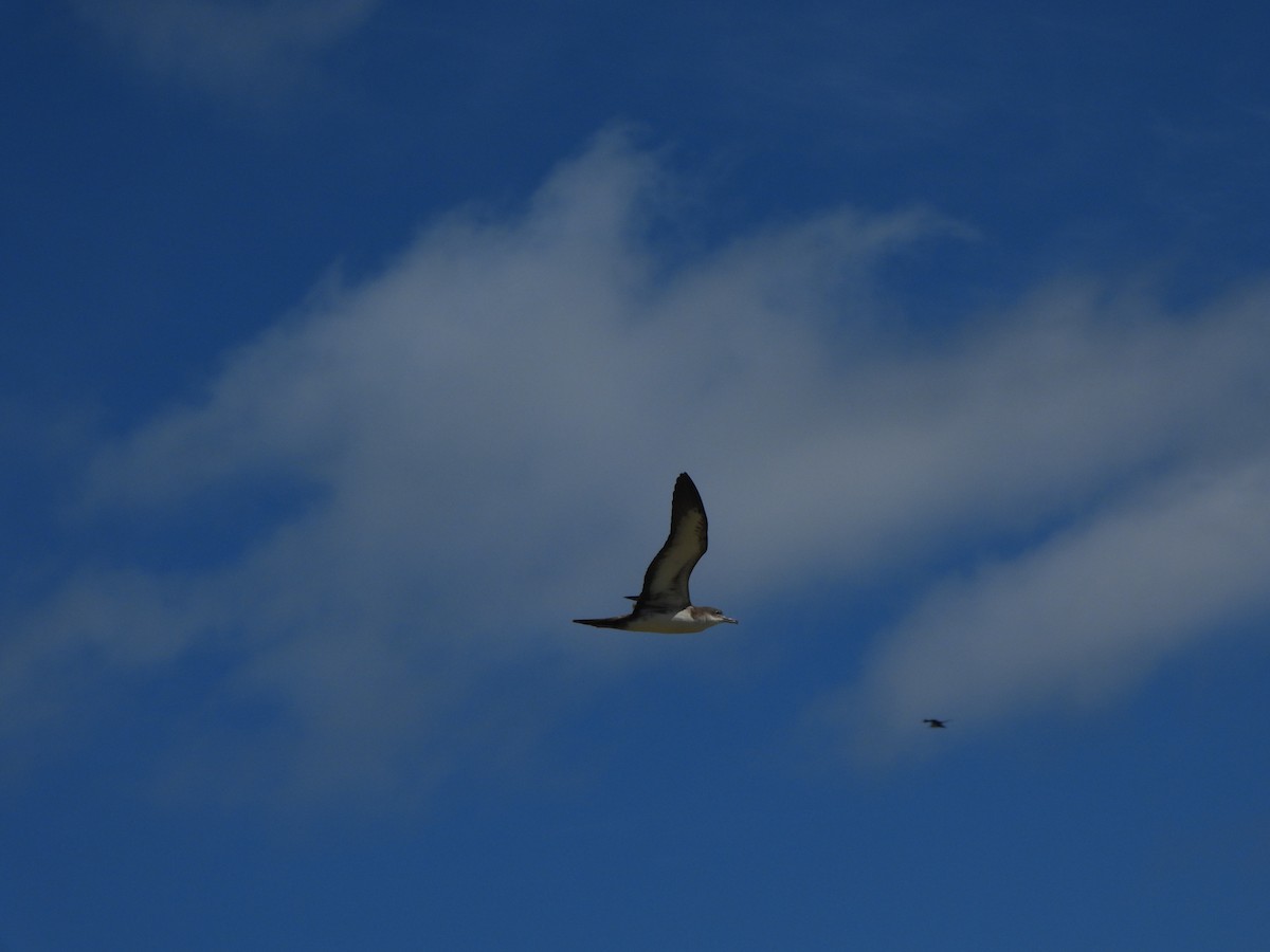 Wedge-tailed Shearwater - ML643307783