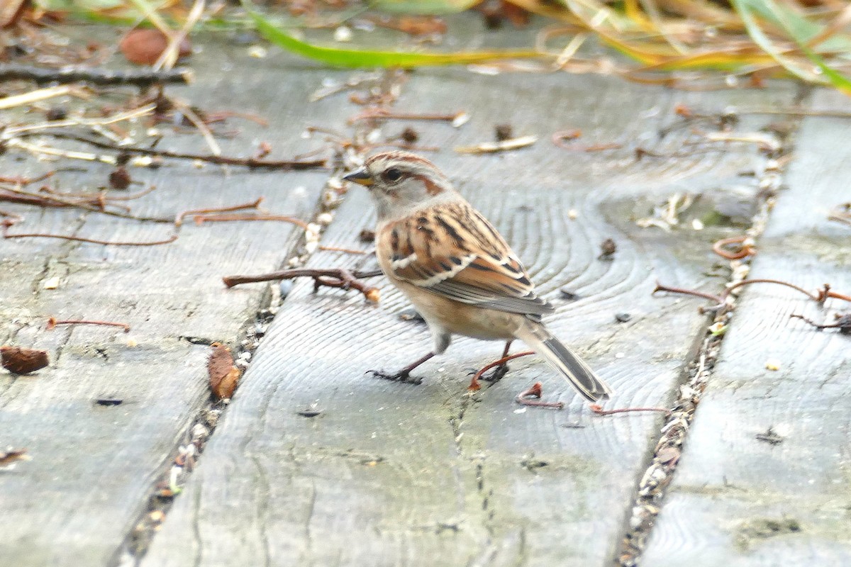 American Tree Sparrow - ML643307789