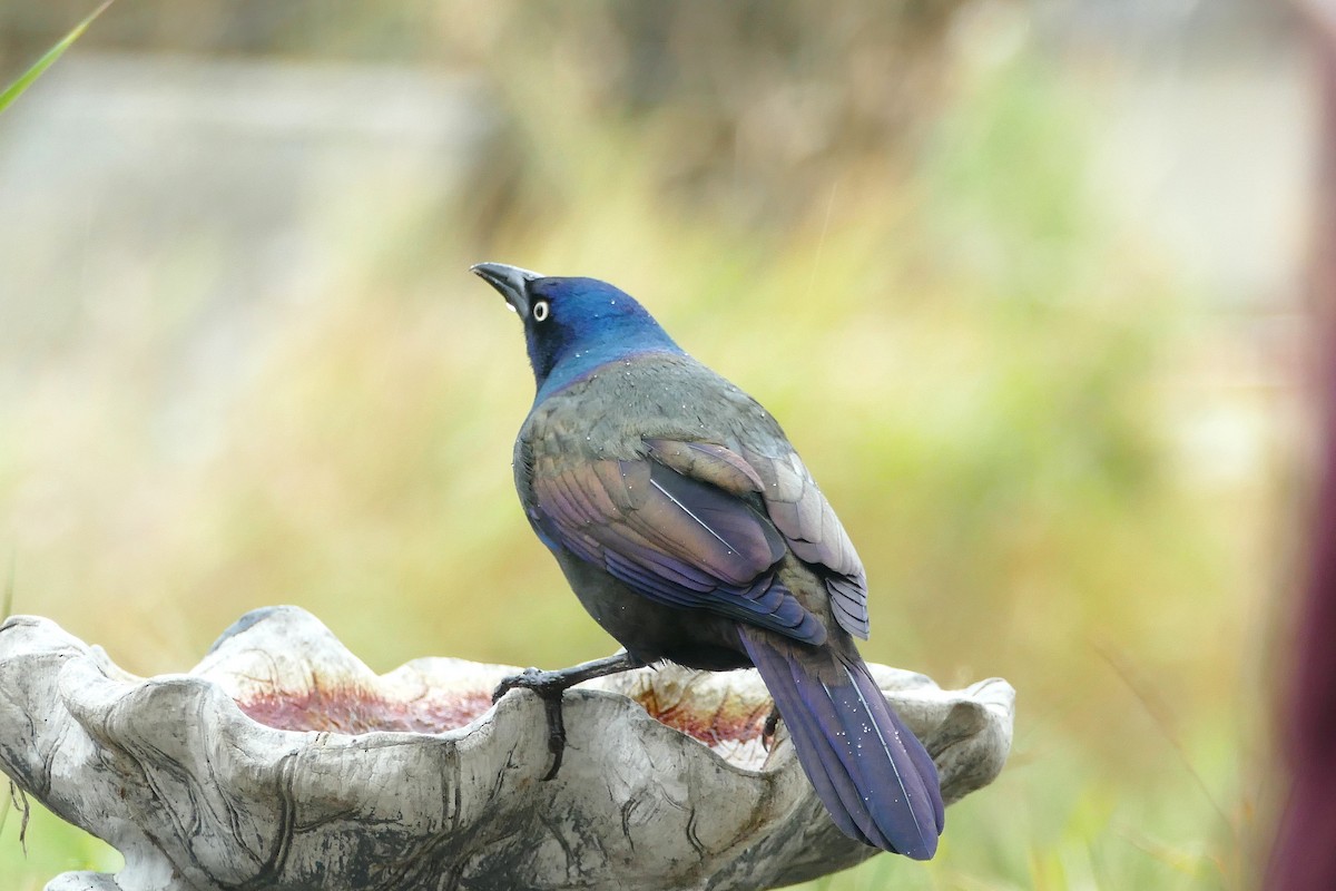 Mor Kiskal (versicolor) - ML643307818