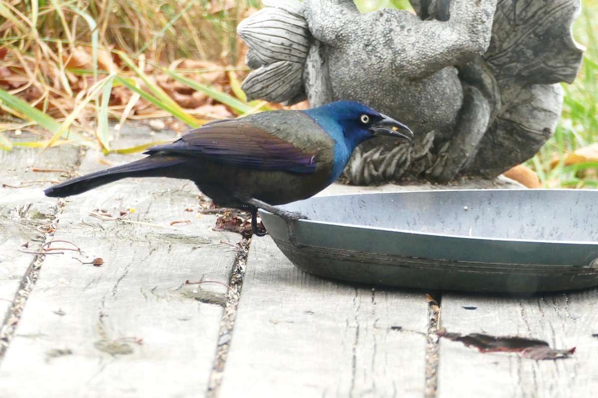 Mor Kiskal (versicolor) - ML643307819