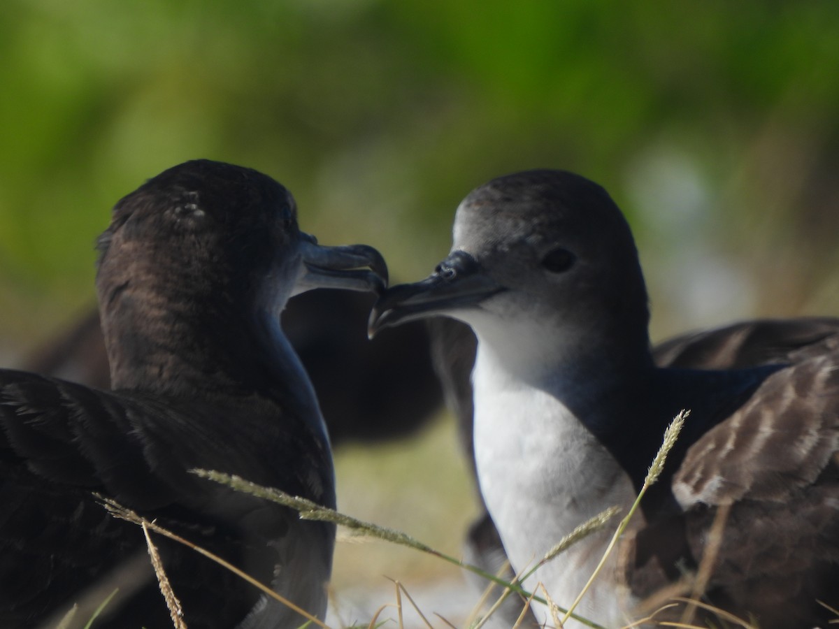 Wedge-tailed Shearwater - ML643307848
