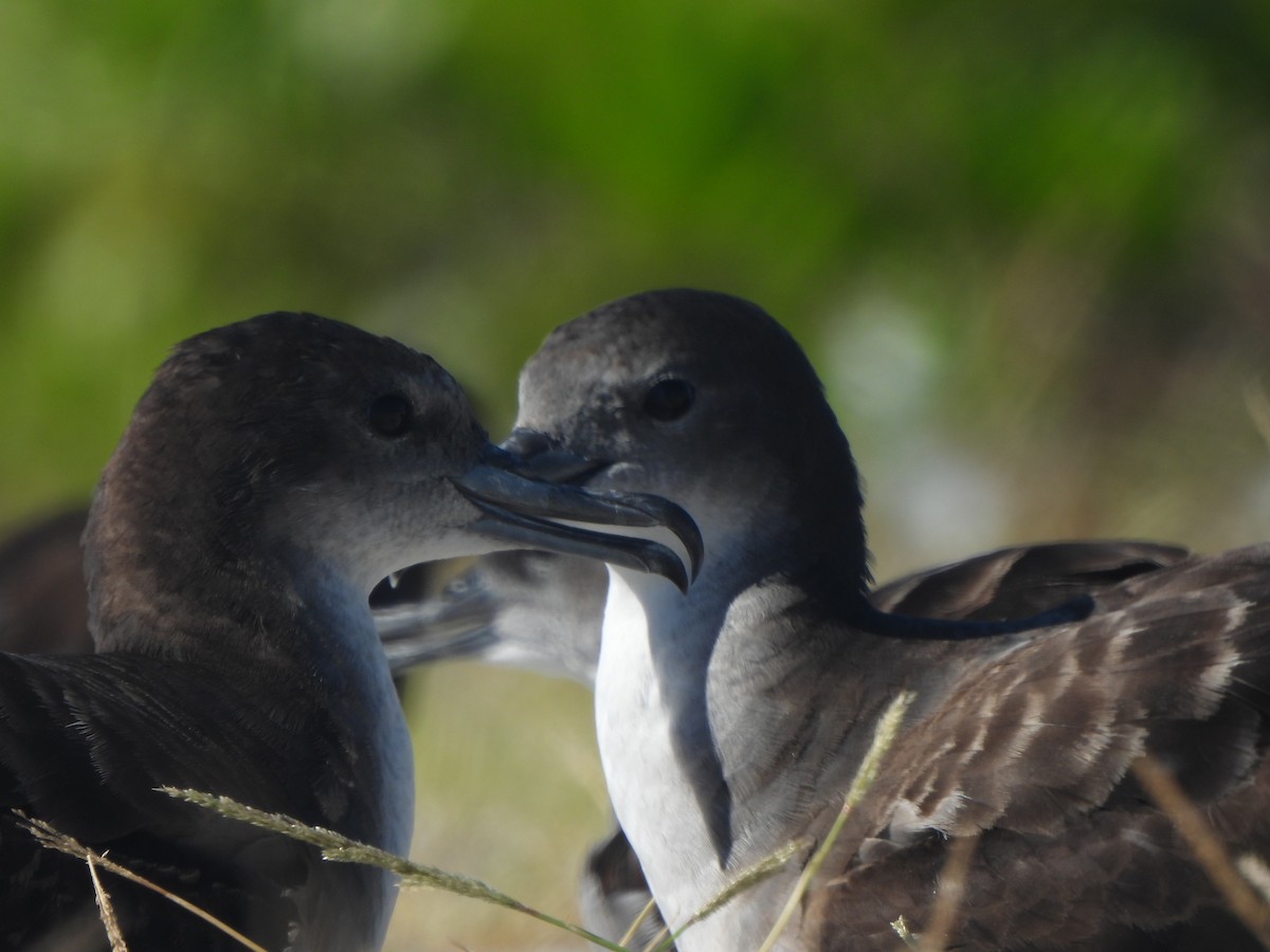 Wedge-tailed Shearwater - ML643307853