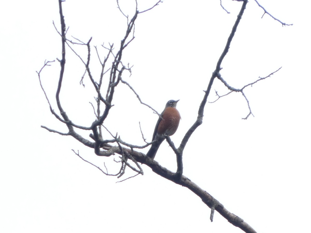 American Robin - ML643307859