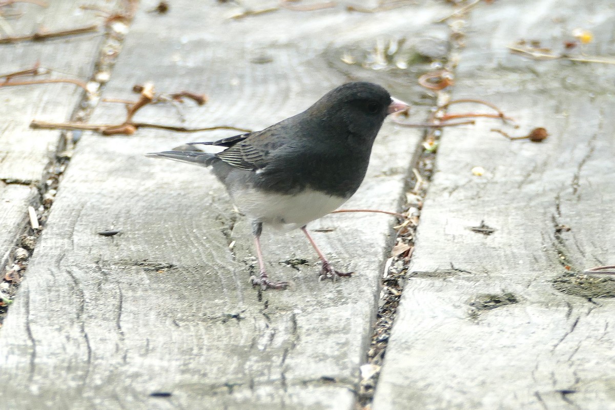 Dark-eyed Junco (Slate-colored) - ML643307864