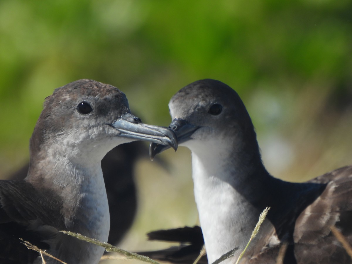 Wedge-tailed Shearwater - ML643307865