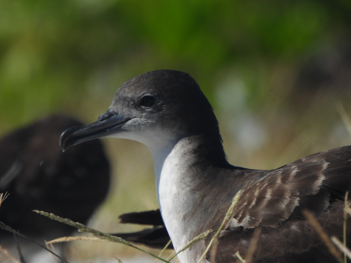 Wedge-tailed Shearwater - ML643307868