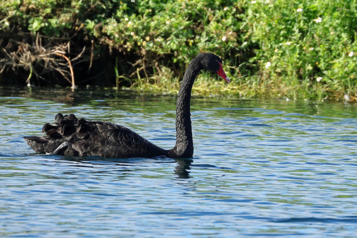 Black Swan - ML643307874