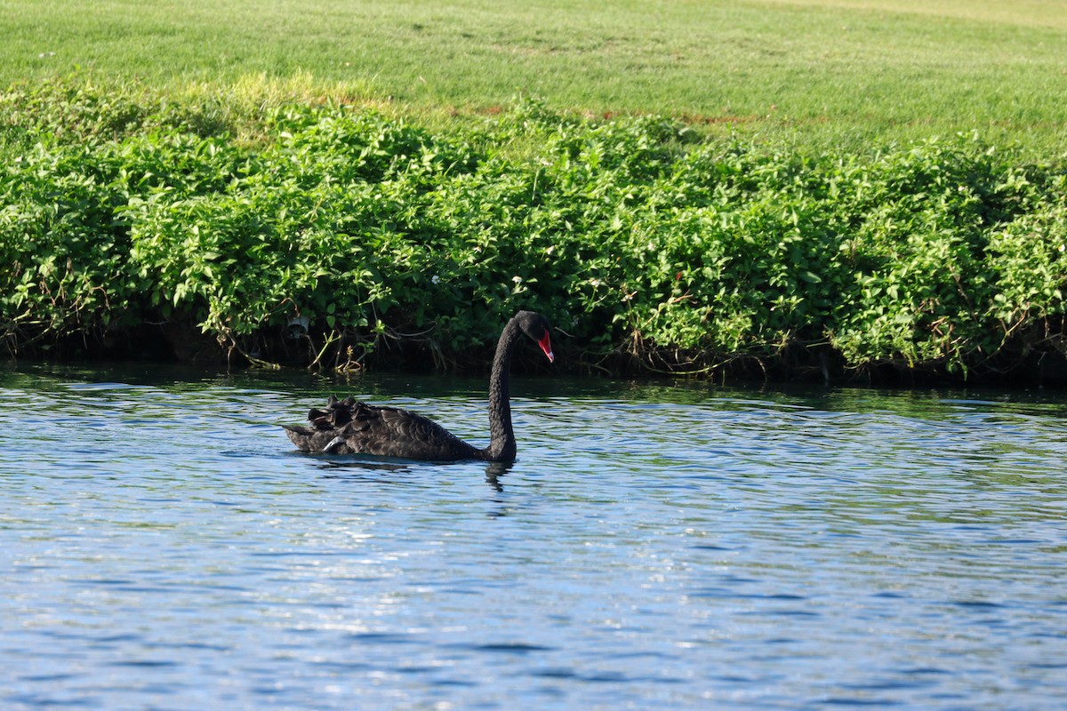 Black Swan - ML643307879