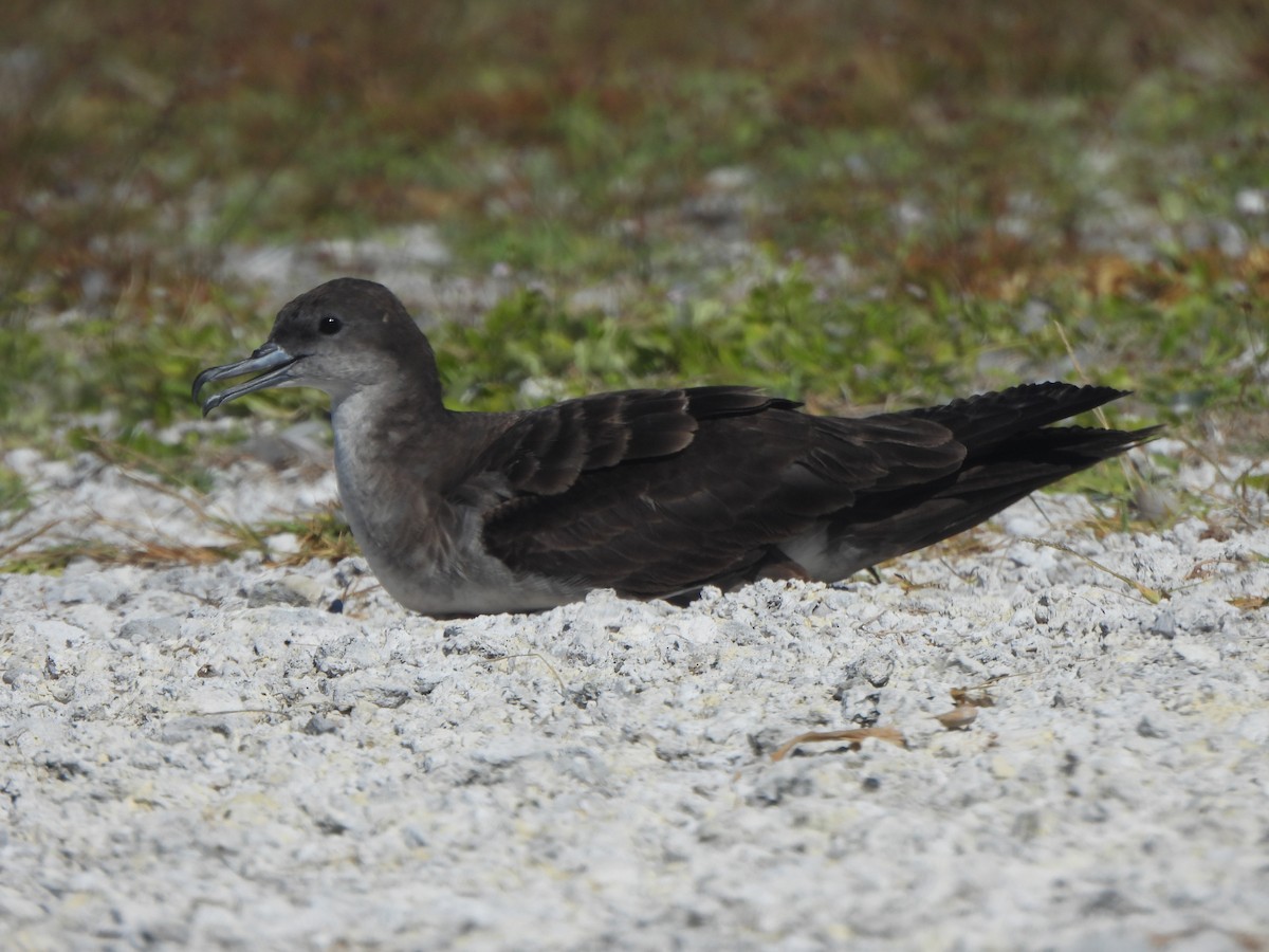 Wedge-tailed Shearwater - ML643307880