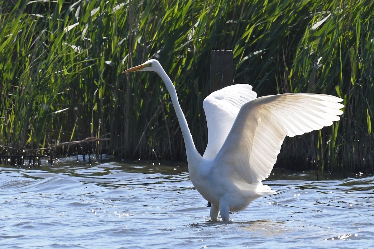 Great Egret - ML643307883