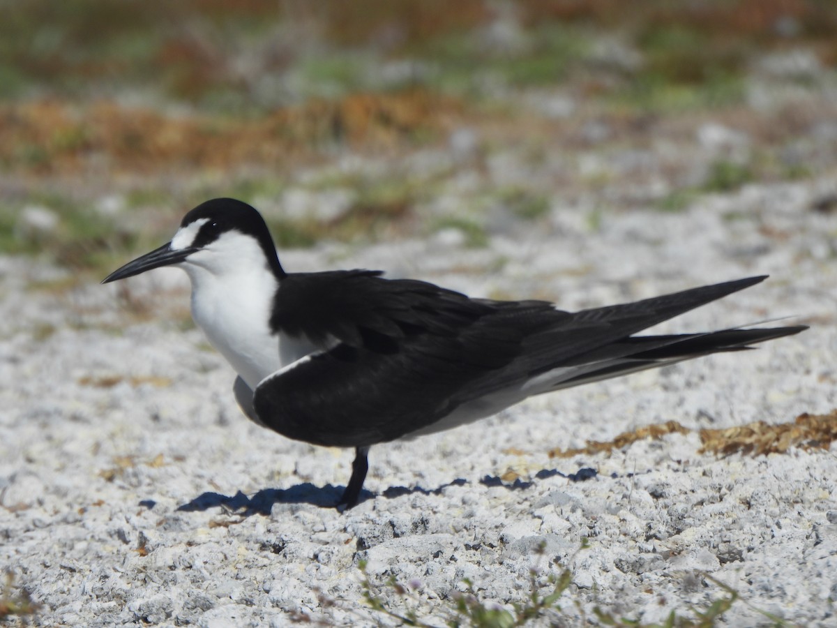 Sooty Tern - ML643307885