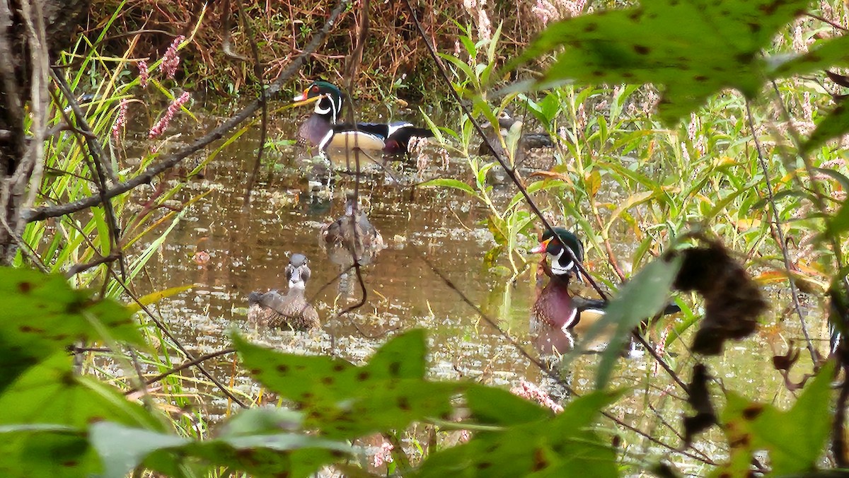 Wood Duck - ML643307886