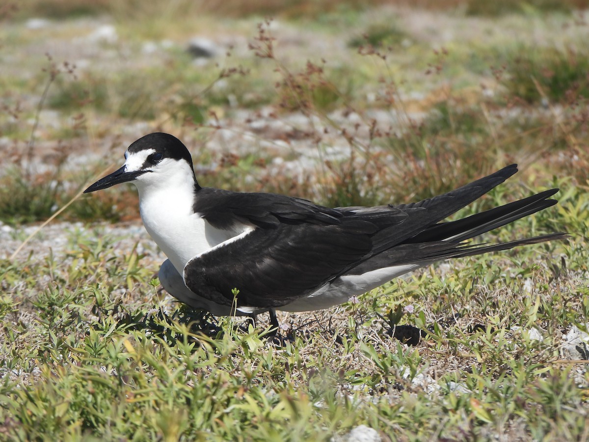 Sooty Tern - ML643307890