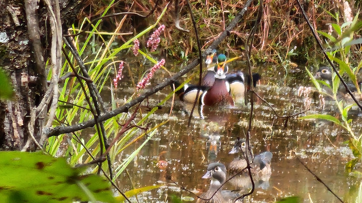 Wood Duck - ML643307899