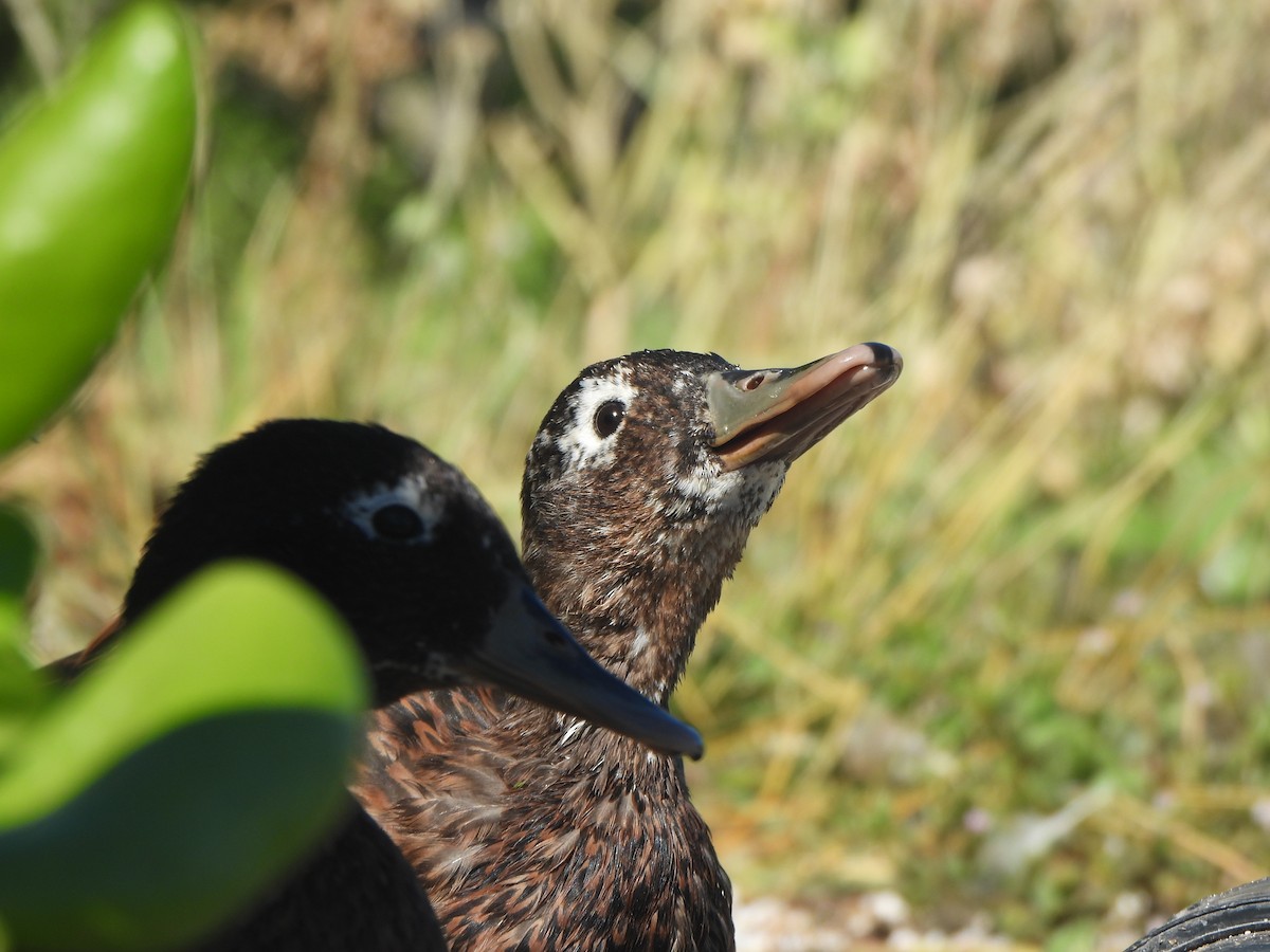 Laysan Duck - ML643307903