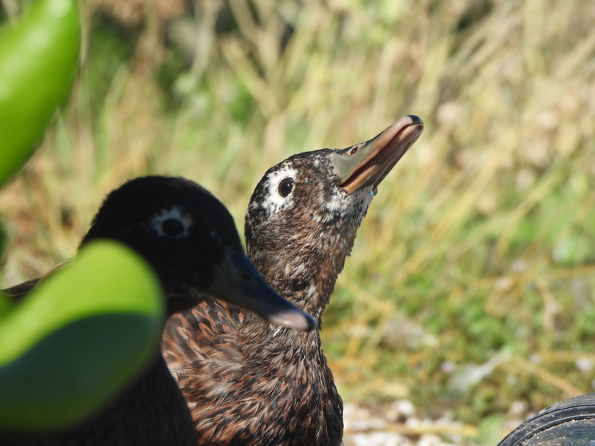 Laysan Duck - ML643307912