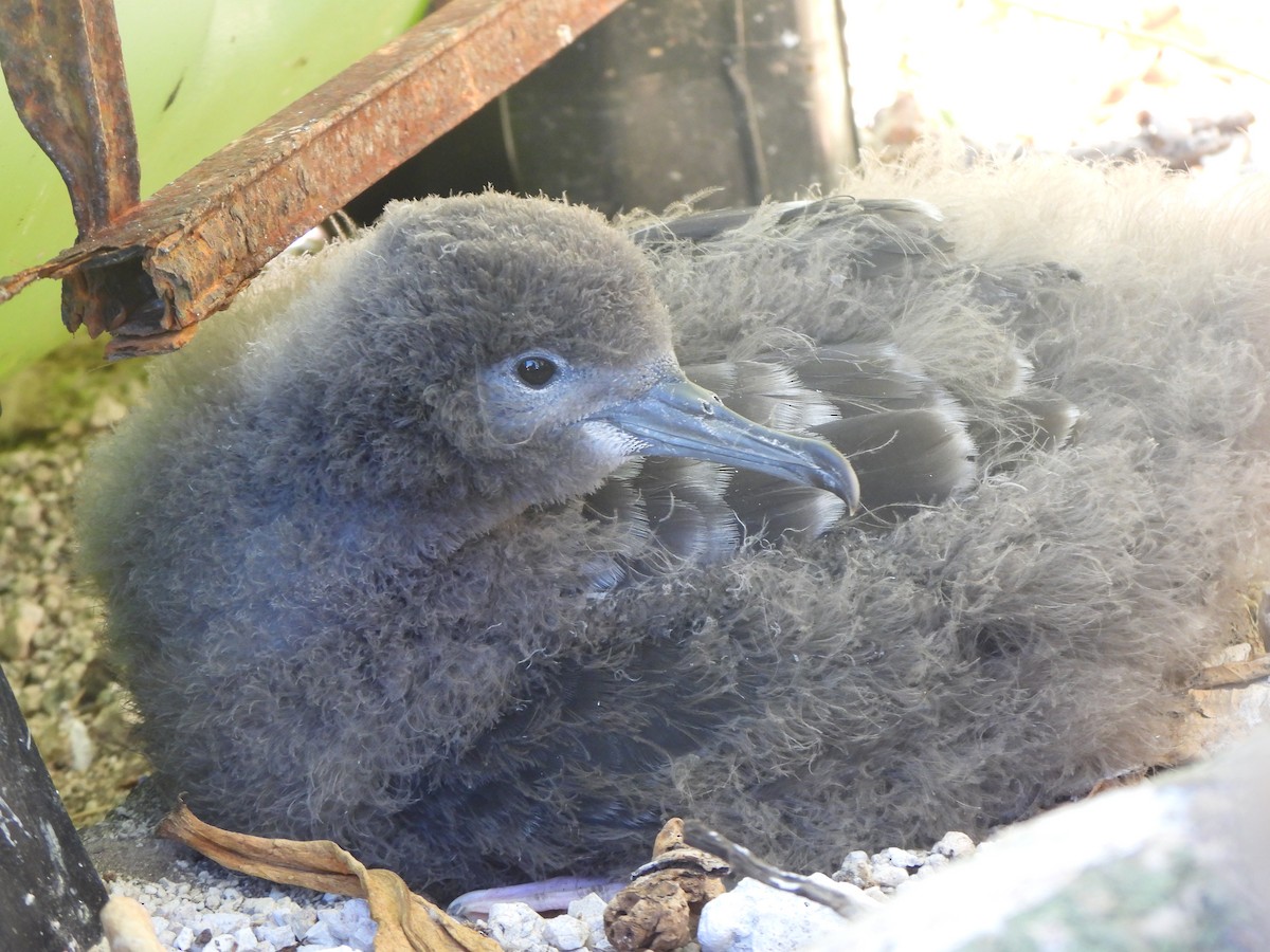 Wedge-tailed Shearwater - ML643307931