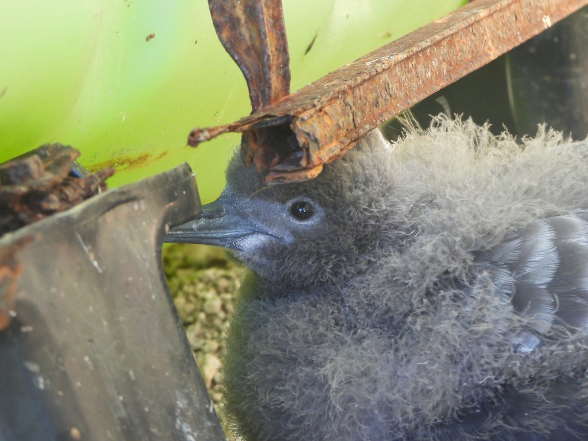 Wedge-tailed Shearwater - ML643307941