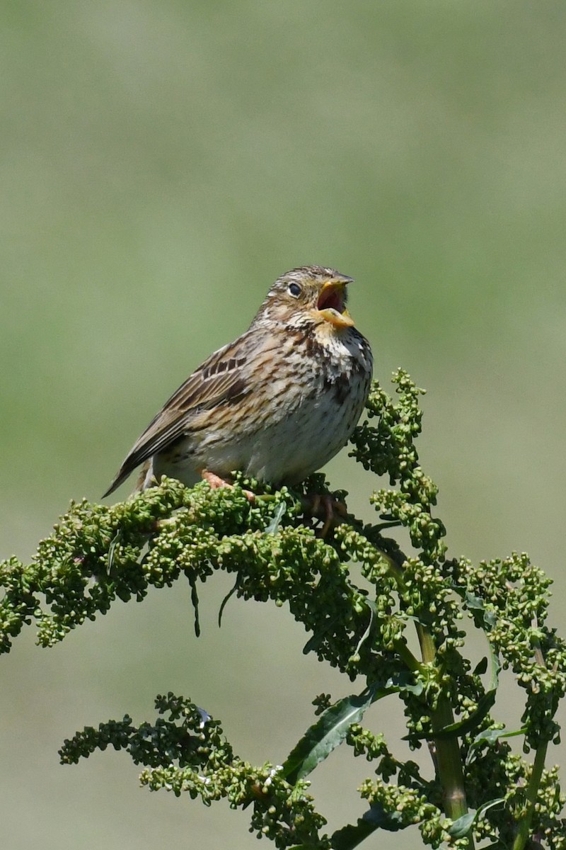 Corn Bunting - ML643307949