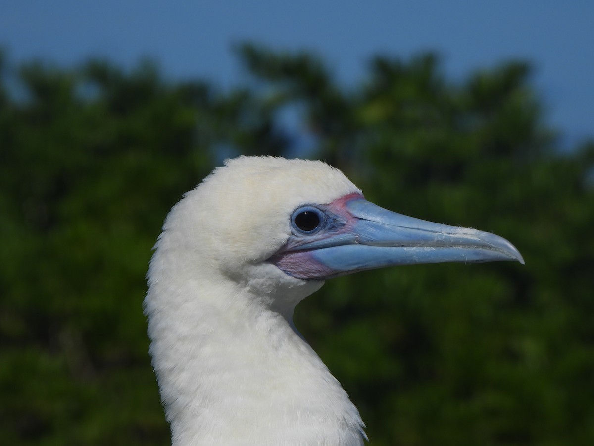 Red-footed Booby - ML643307951