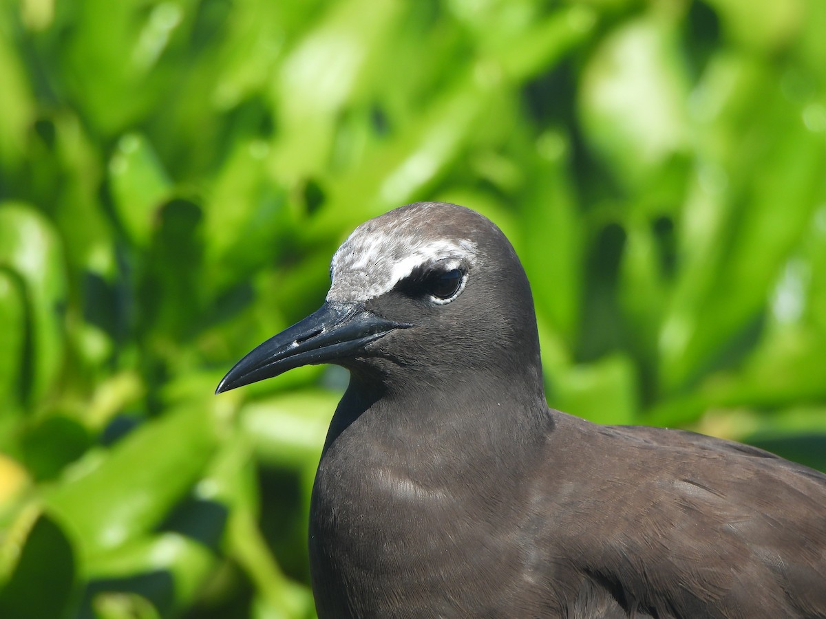 Brown Noddy - ML643307958