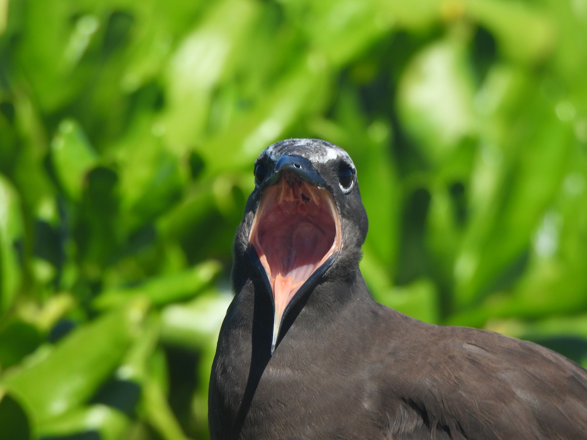 Brown Noddy - ML643307960