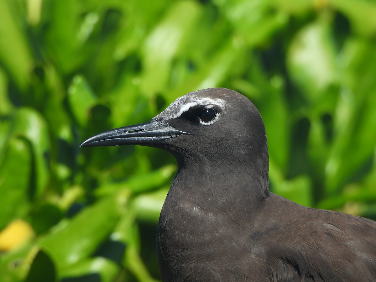 Brown Noddy - ML643307969