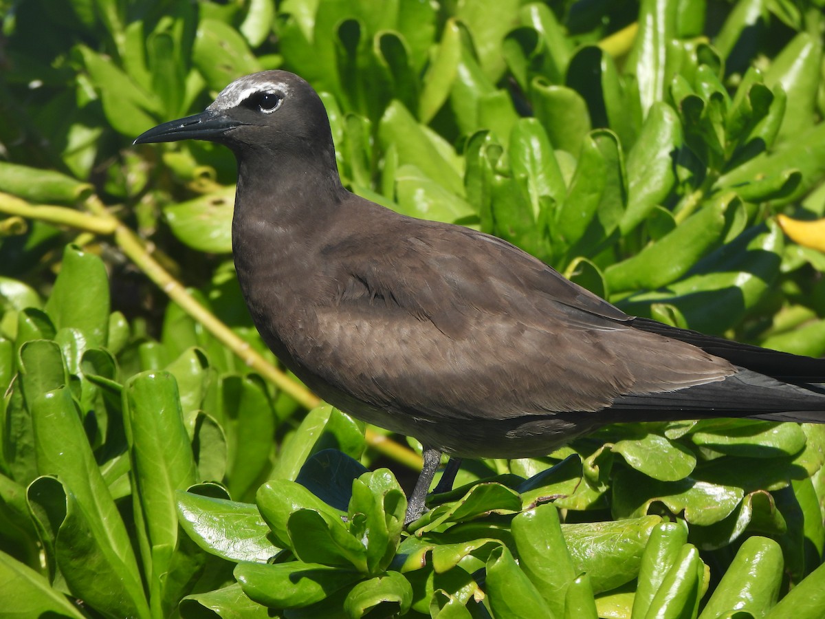 Brown Noddy - ML643307973