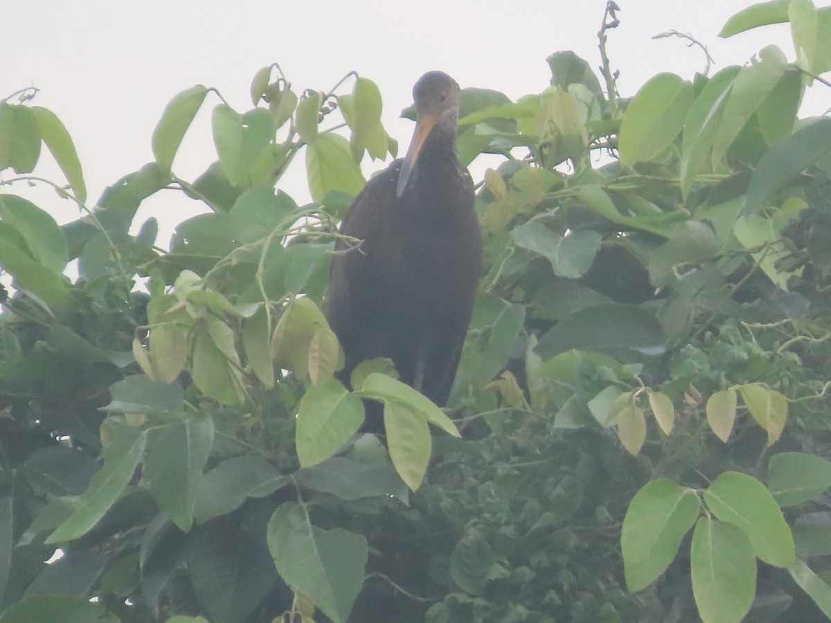Limpkin - ML643307974