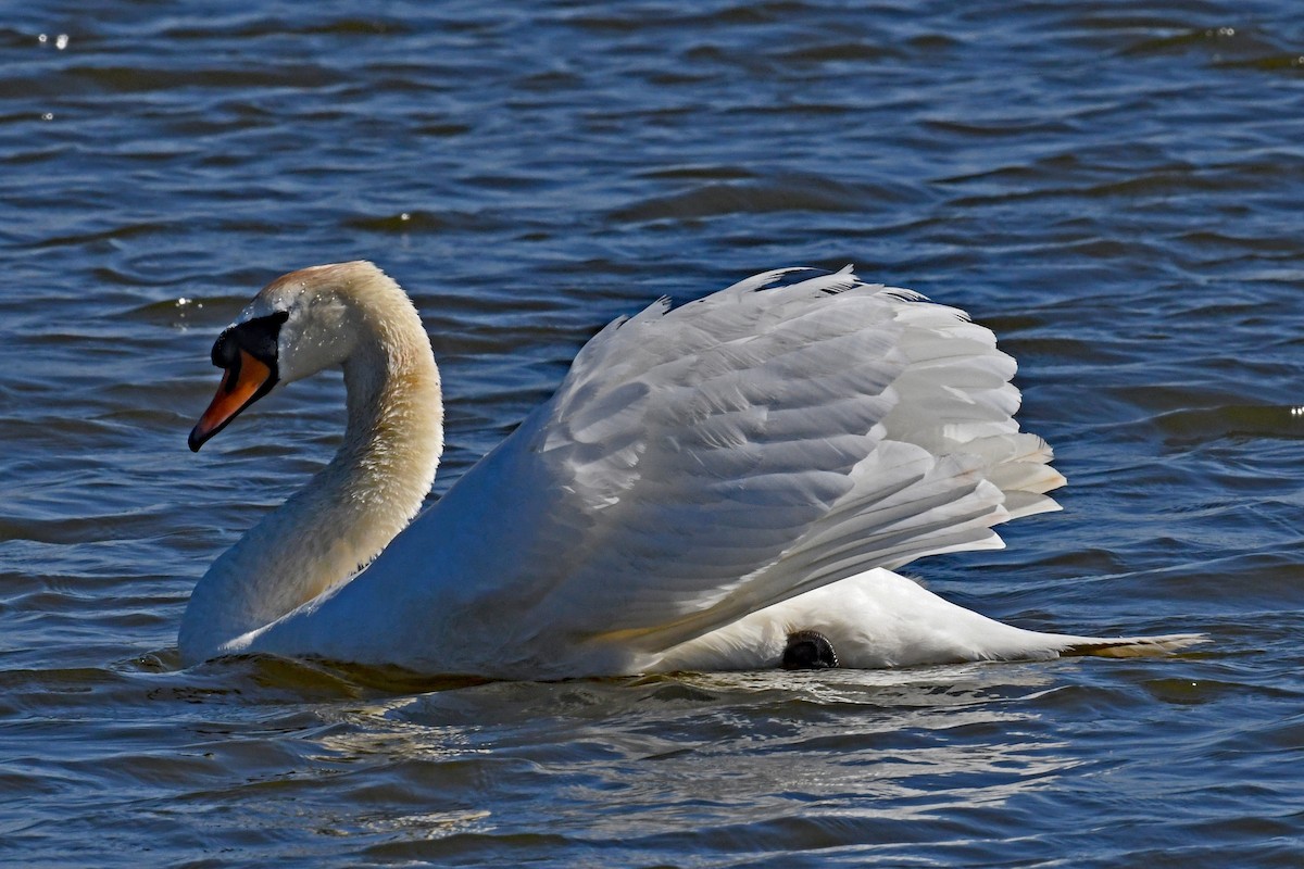 Mute Swan - ML643307983